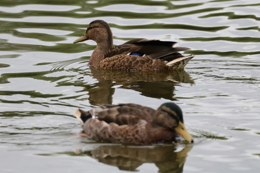 a couple of ducks floating on top of a lake