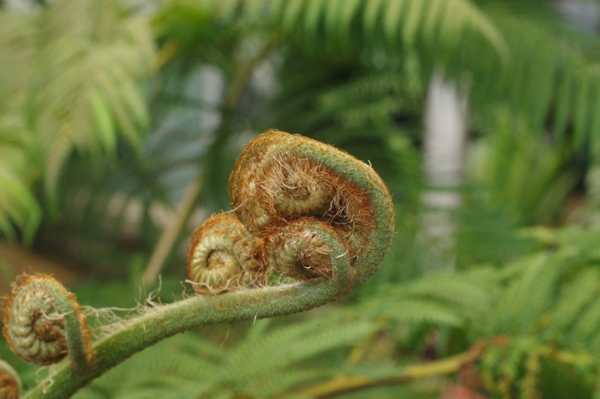 a close up of a plant with leaves in the background