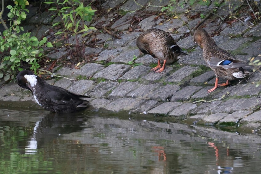 a group of ducks standing on top of a rock next to a body of water