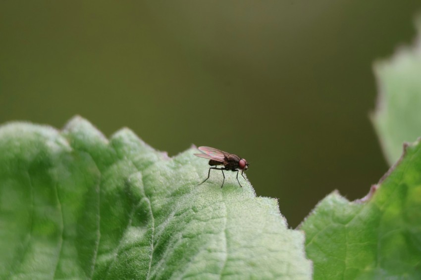 a bug sitting on top of a green leaf