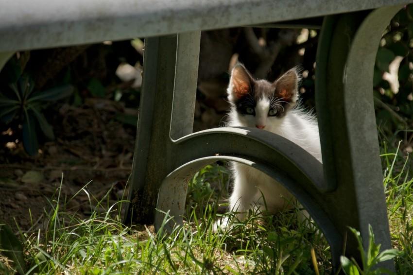 a cat sitting under a bench in the grass