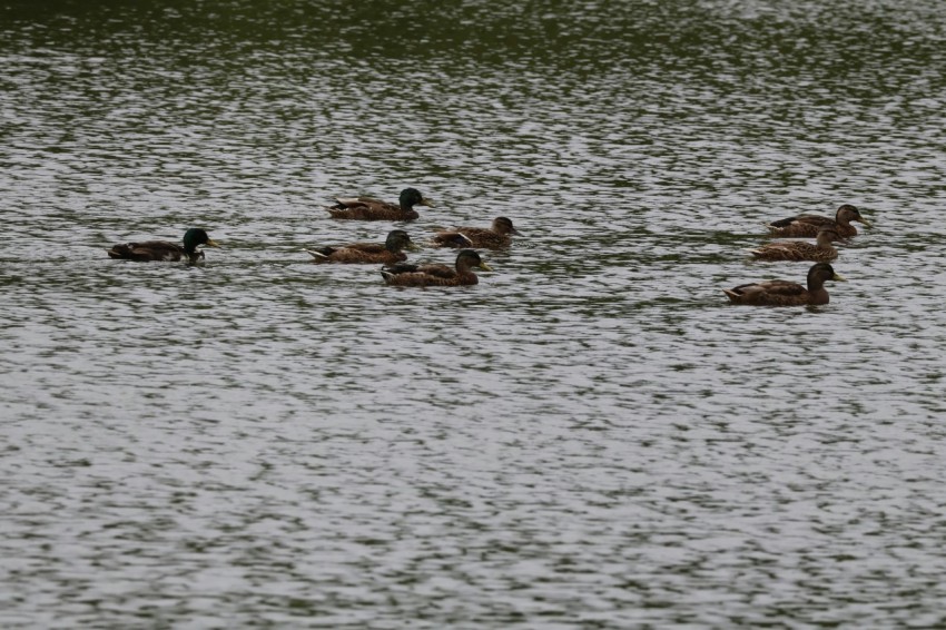 a flock of ducks floating on top of a lake 8enEunlE