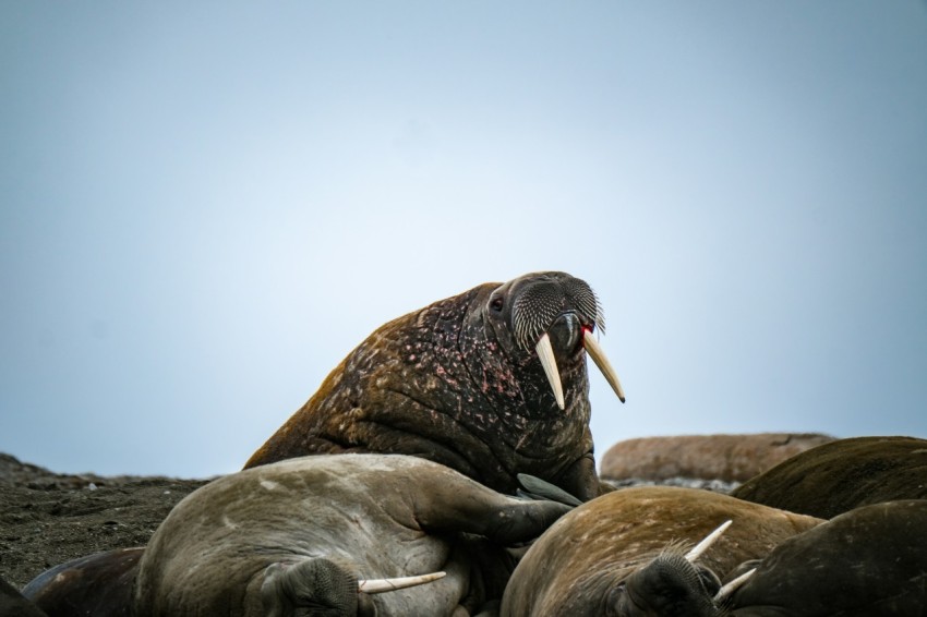 a group of sea lions laying on top of each other