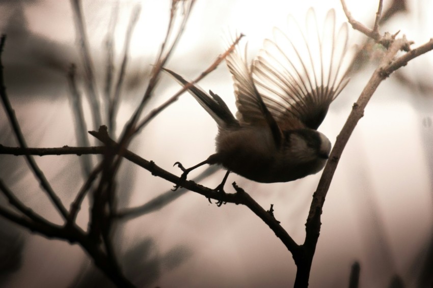 a small bird sitting on a tree branch