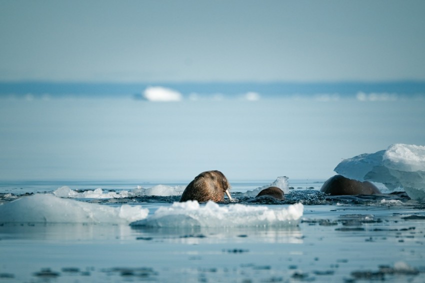 a polar bear is swimming in the water