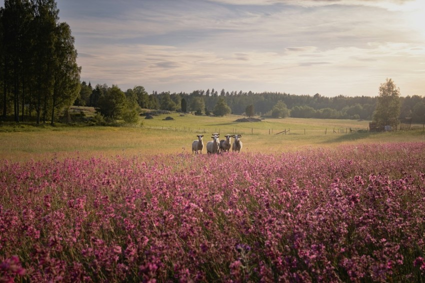 a field full of purple flowers with hay bales in the foreground