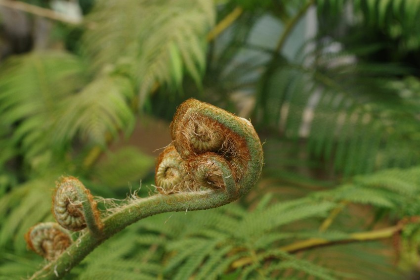 a close up of a plant with lots of leaves