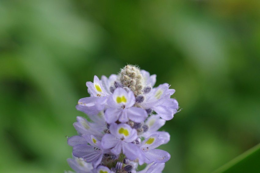 a close up of a purple flower with a blurry background