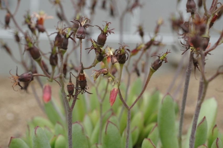 a close up of a plant with small flowers