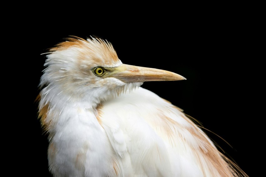 a close up of a bird on a black background a5XJsDu1P