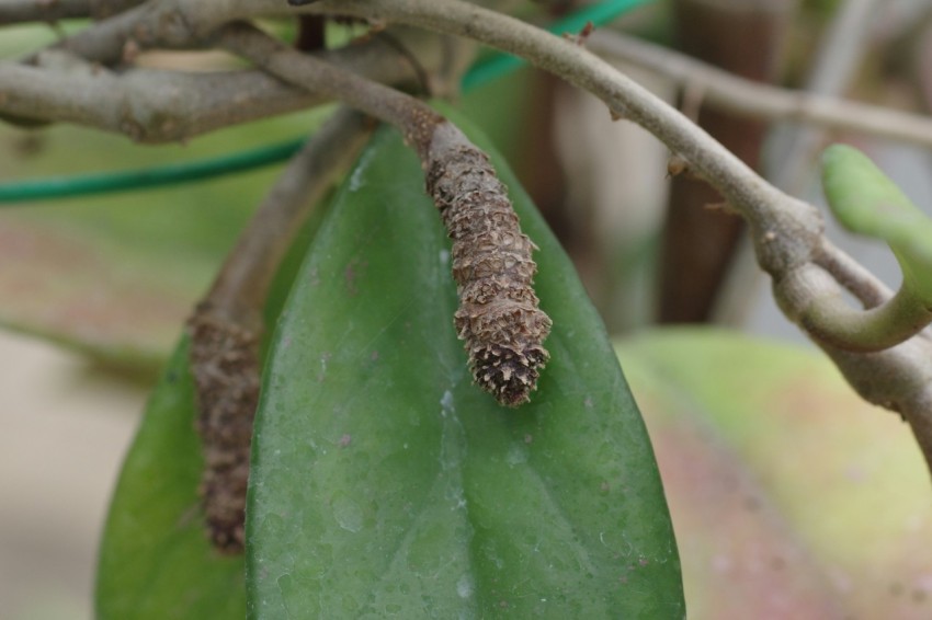 a close up of a leaf with a bug crawling on it q5S9k9