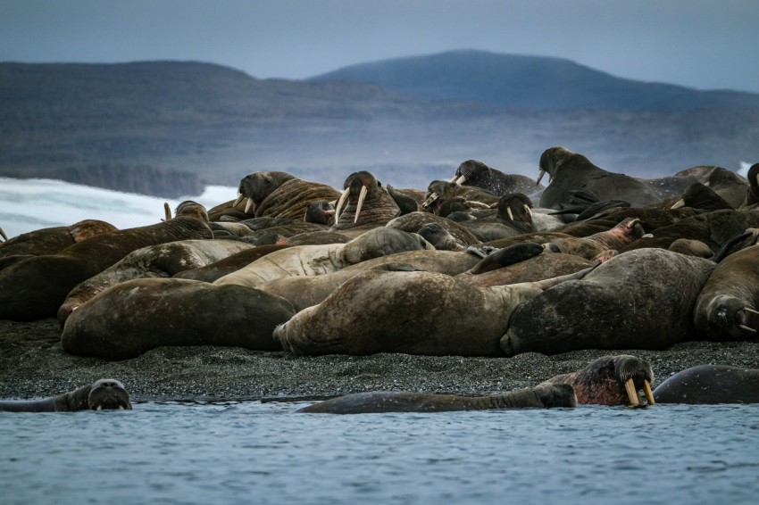 a large group of sea lions resting on the beach