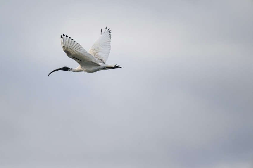 a large white bird flying through a cloudy sky