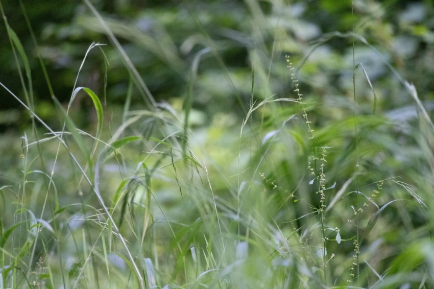 a blurry photo of grass and trees in the background gex