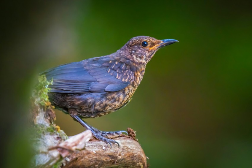 a small bird perched on top of a tree branch