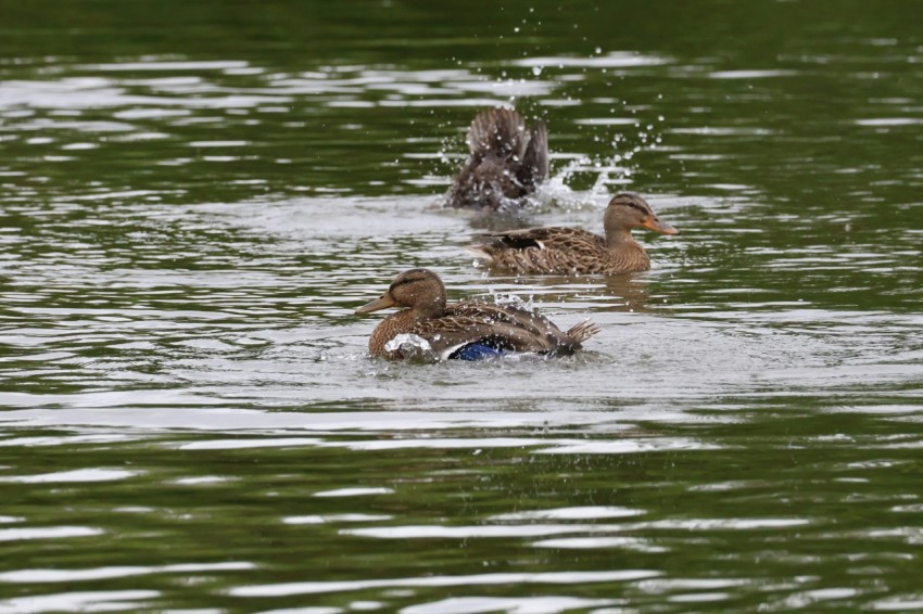 a group of ducks swimming on top of a lake nfmzK