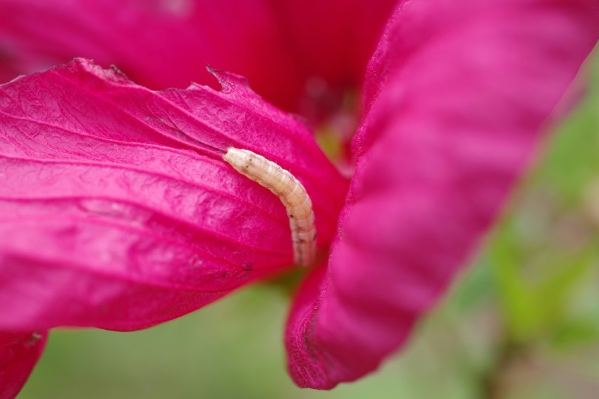 a close up of a pink flower with a bug on it F