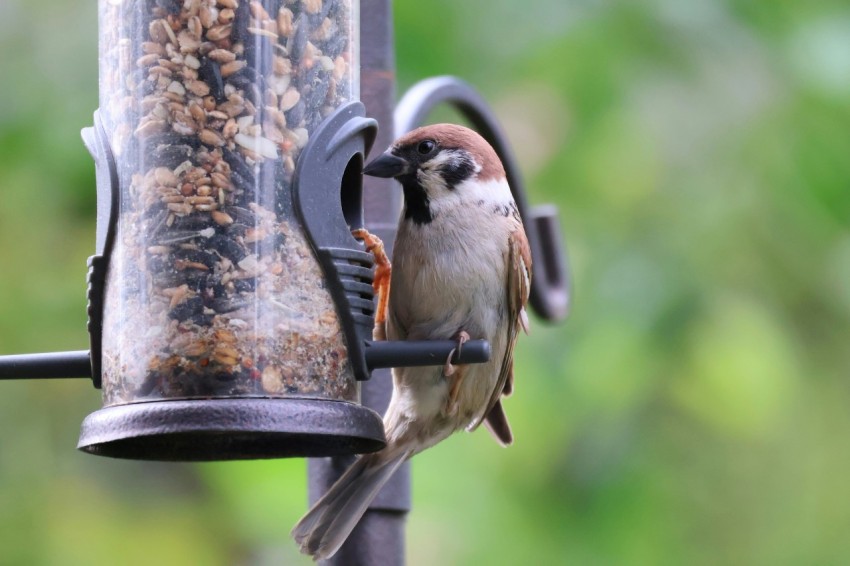 a bird that is sitting on a bird feeder