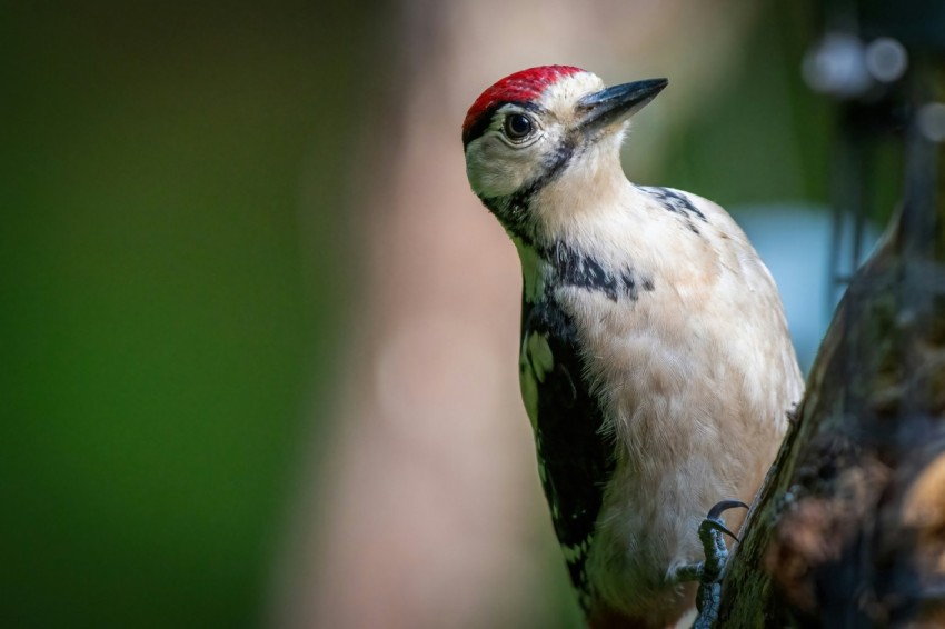 a woodpecker is standing on a tree branch