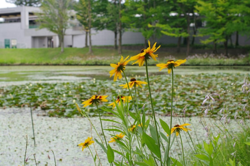 some yellow flowers are in front of a building