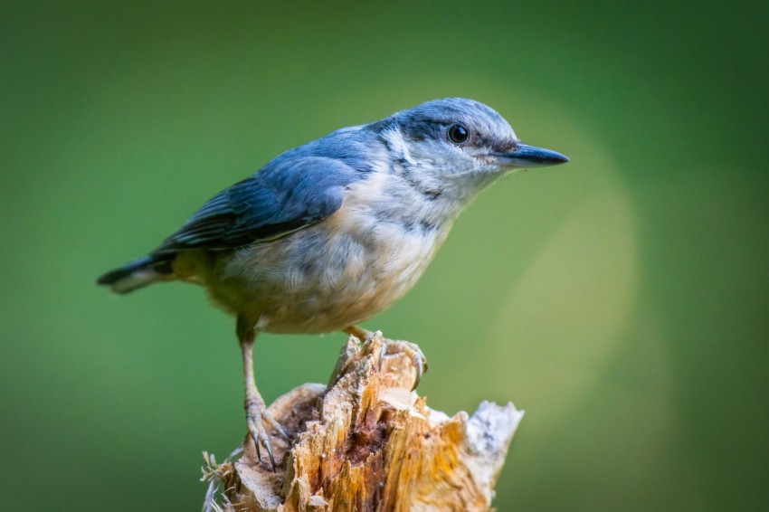 a small bird perched on top of a dead plant