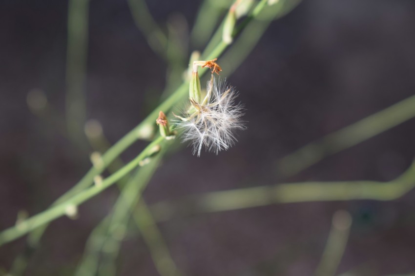 a close up of a plant with a blurry background