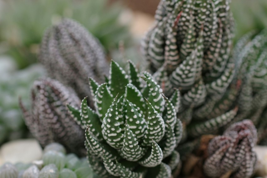 a close up of a group of cactus plants