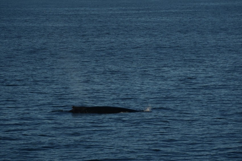 a boat floating in the middle of a body of water