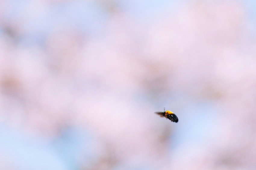 a bee flying in the air with a blurry background