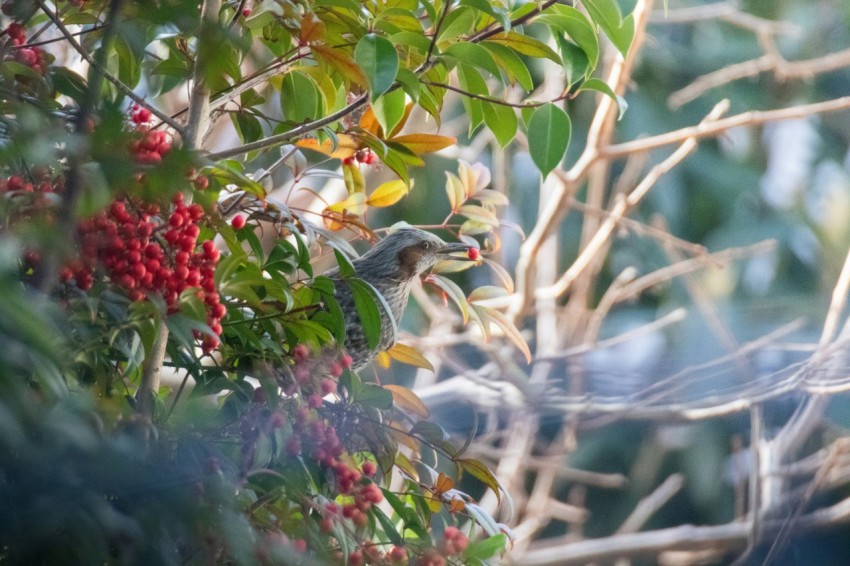 a bird sitting in a tree with berries on it f Z5ssur