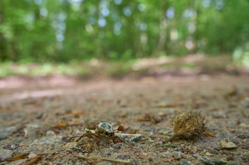 a blurry picture of a dirt road in the woods