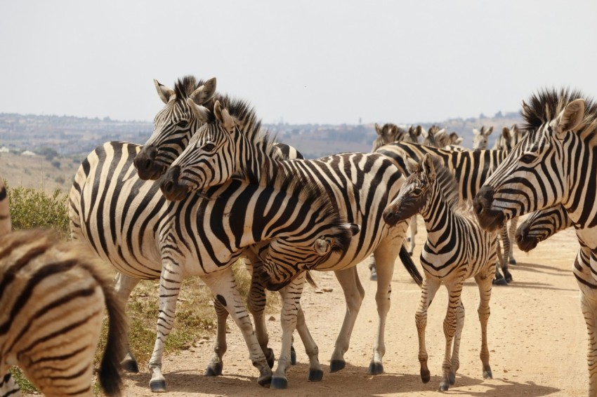 a herd of zebra standing on top of a dirt road