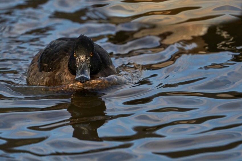 a duck floating on top of a body of water