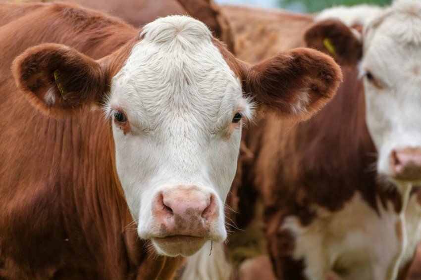 a group of brown and white cows standing next to each other