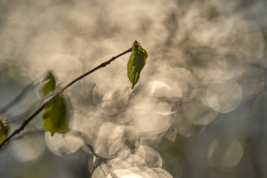 a close up of a plant with smoke coming out of it