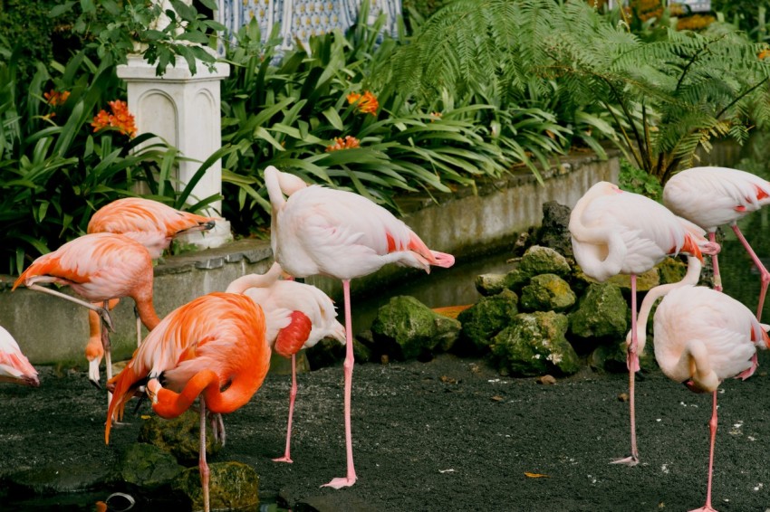 a group of flamingos standing around in a garden