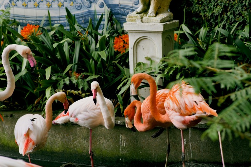 a group of flamingos are standing in the water