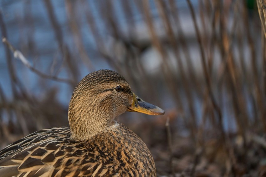 a close up of a duck near a tree Zw3kLkf