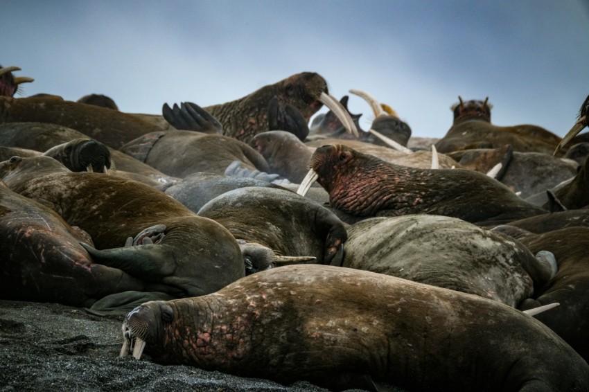 a group of sea lions laying on top of a beach