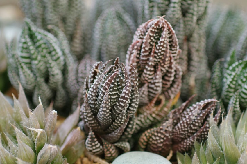 a close up of a bunch of small plants