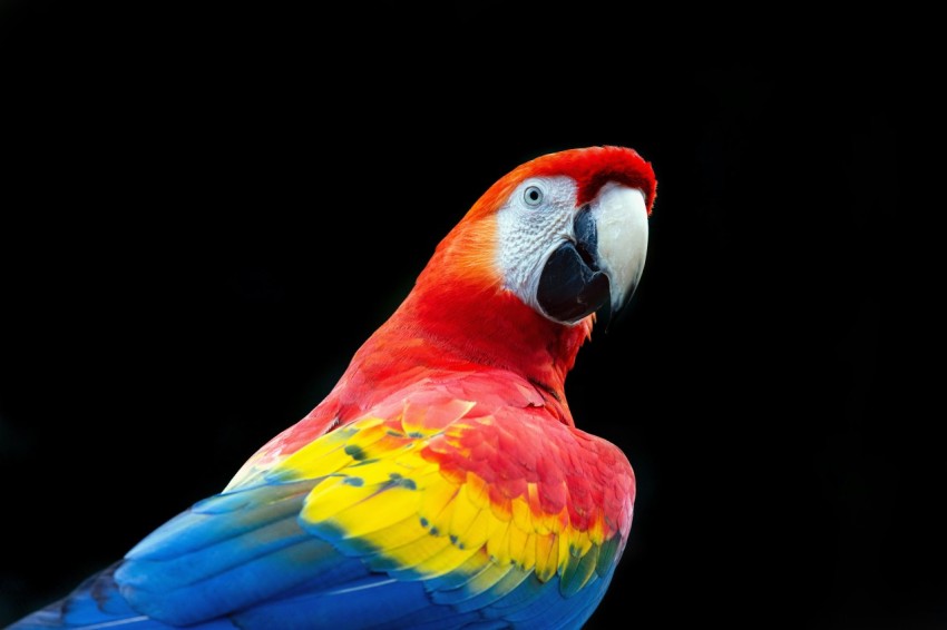 a colorful parrot sitting on top of a tree branch