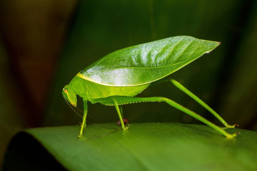 a close up of a green insect on a leaf rB6Y1x