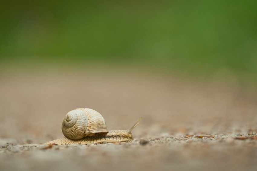 a snail crawling on the ground with a blurry background