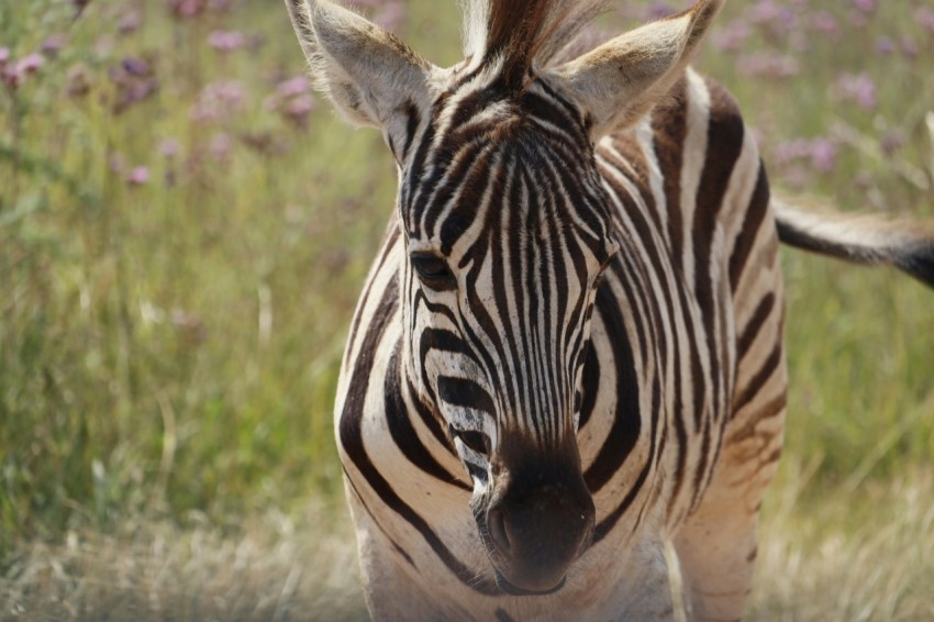 a close up of a zebra in a field of flowers