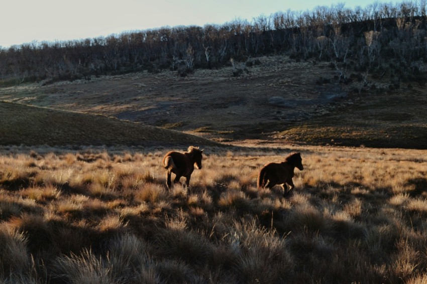 a couple of horses are running in a field