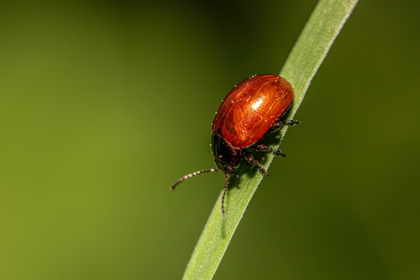 a close up of a red bug on a green stem