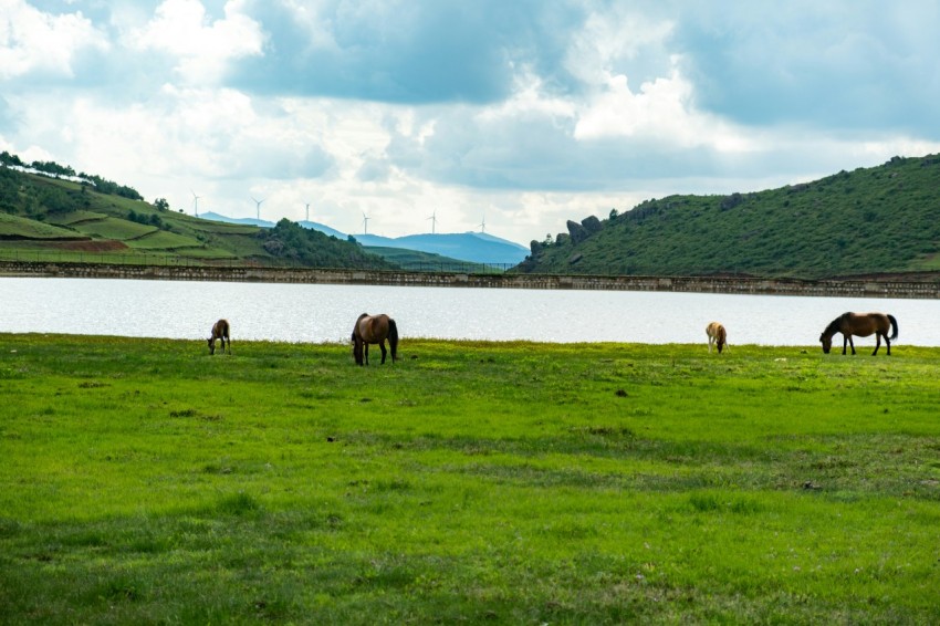 a group of horses grazing on a lush green field