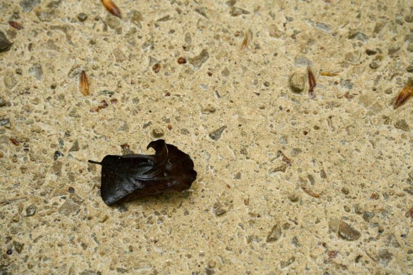 a black bat laying on the ground in the sand