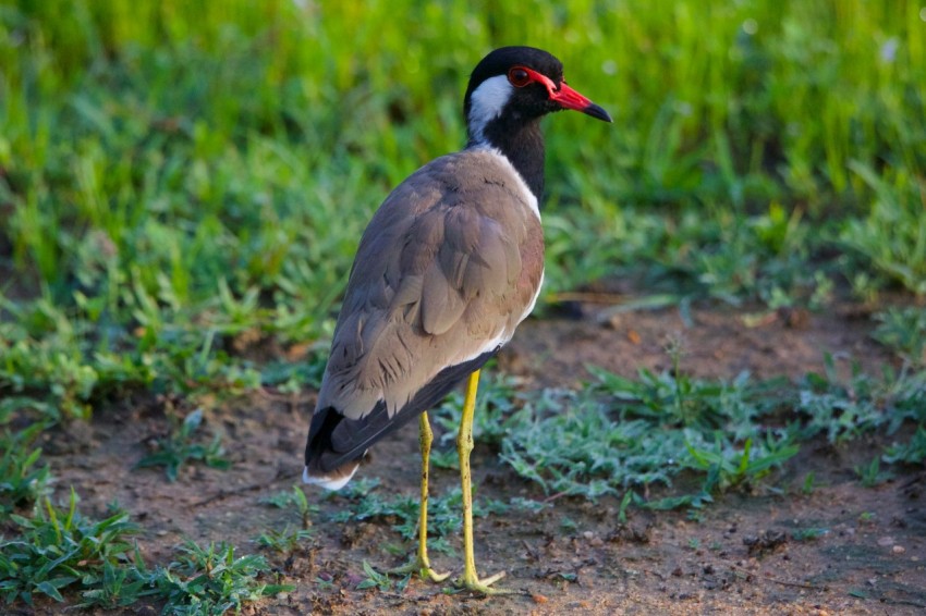 a bird is standing on the ground in the grass