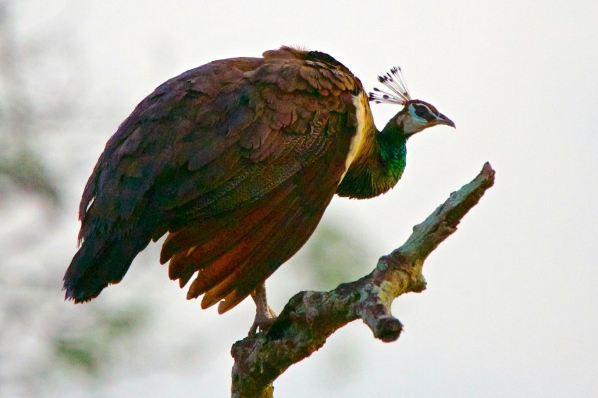 a large bird perched on top of a tree branch D3vkWp